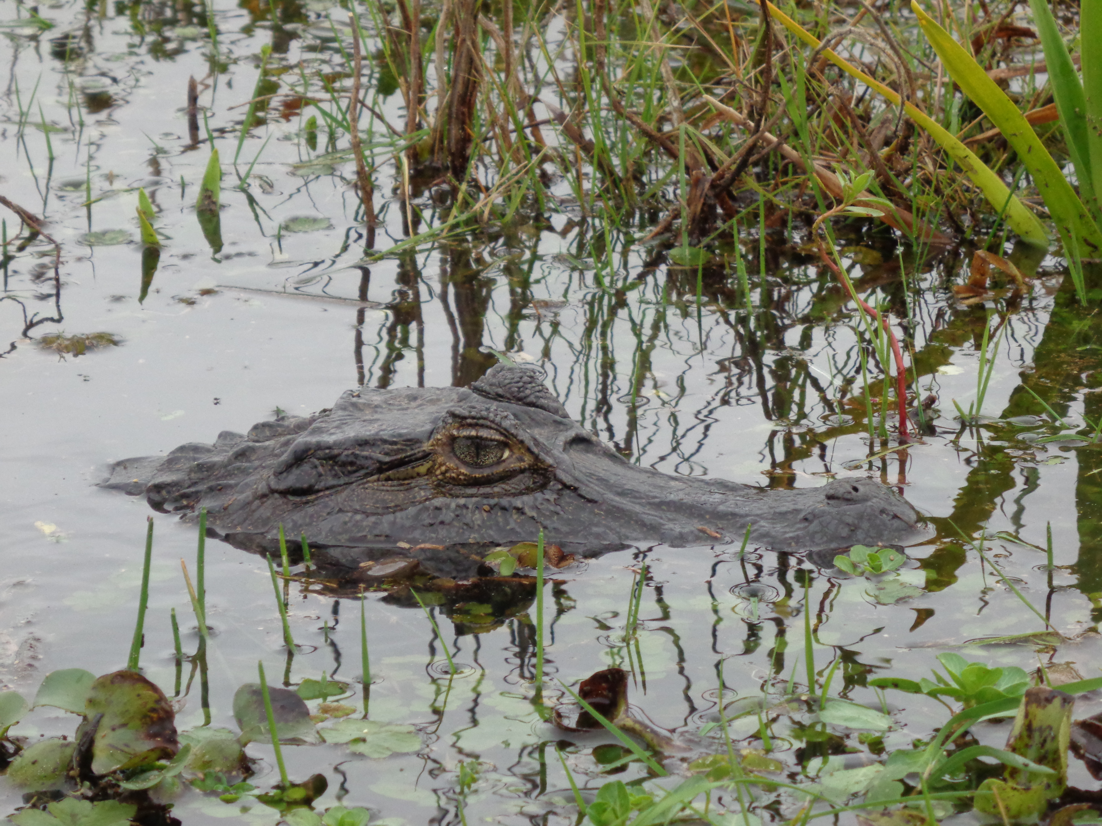 und beobachteten Kaimane